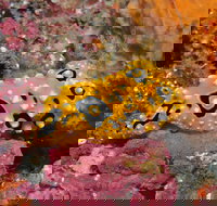 Magic Mountain Dive Site - Melbourne Tourism