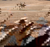 Monarto Safari Park - Melbourne Tourism