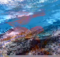 Ningaloo Marine Park - Melbourne Tourism