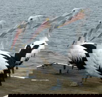 Pelican Feeding - Melbourne Tourism