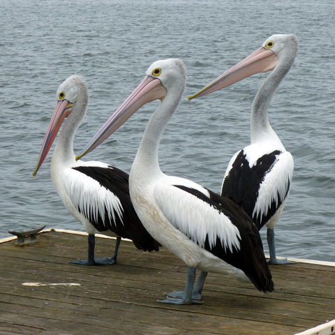Pelican Feeding - Melbourne Tourism 0