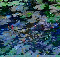 Pine Creek Water Gardens - Melbourne Tourism