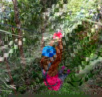 TreeTop Challenge - Sunshine Coast - Melbourne Tourism