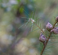 Wallumatta Loop Trail - Melbourne Tourism