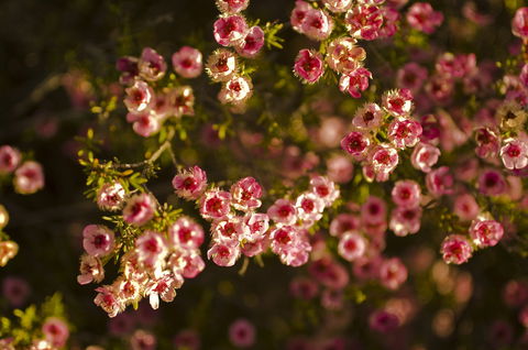 Wave Rock Wildflower Trail - Melbourne Tourism 1