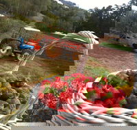 Blue Hills Berries and Cherries - Melbourne Tourism