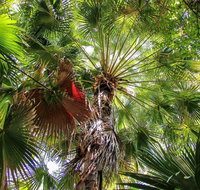 Depot Beach Rainforest Walk - Melbourne Tourism