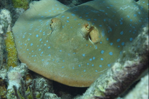 Fitzroy Island Dive Site - Melbourne Tourism 0