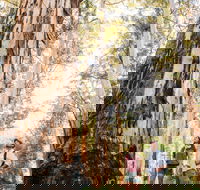 Jarrahland Wildflower Trail - Melbourne Tourism
