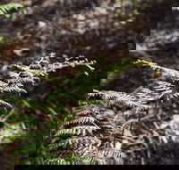 Langwarrin Flora and Fauna Reserve Walking Trails - Melbourne Tourism