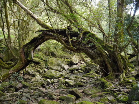 Mitchell River Walking Track - Melbourne Tourism 0