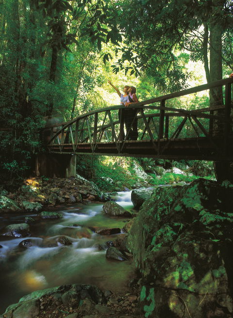 Natural Bridge Circuit, Springbrook National Park - Melbourne Tourism 1