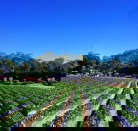 Palmview - Melbourne Tourism