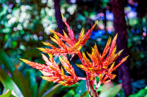 Queens Gardens - Melbourne Tourism 2