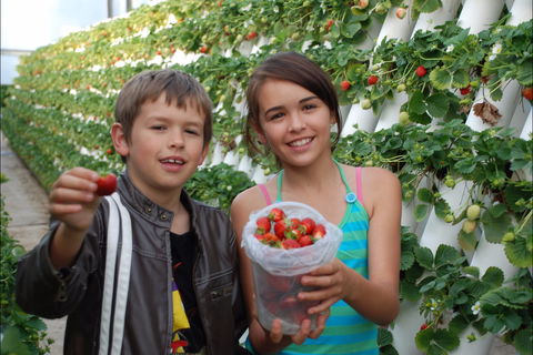 Ricardoes Tomatoes And Strawberries Farm, Port Macquarie - Melbourne Tourism 2