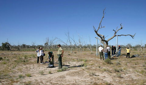 Sturt's Tree Walk - Melbourne Tourism 0