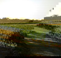 The South West Nature and Wine Drive - Melbourne Tourism
