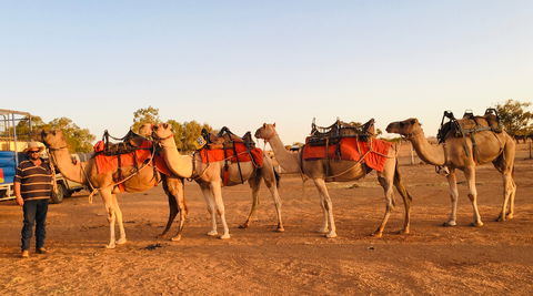 Broken Hill Camels - Melbourne Tourism 0
