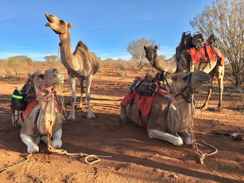 Broken Hill Camels - Melbourne Tourism 1