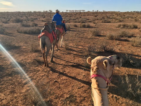Broken Hill Camels - Melbourne Tourism 2
