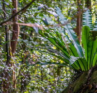 Great North walk - Palm Grove Nature Reserve