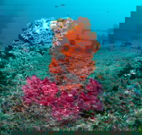 HMAS Brisbane Dive Site - Melbourne Tourism