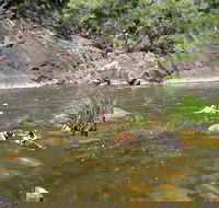 Mount Boss State Forest - Melbourne Tourism