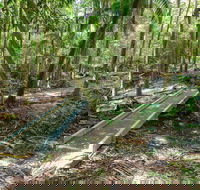 Old Bottlebutt - Melbourne Tourism