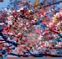 Sakura Avenue - Melbourne Tourism