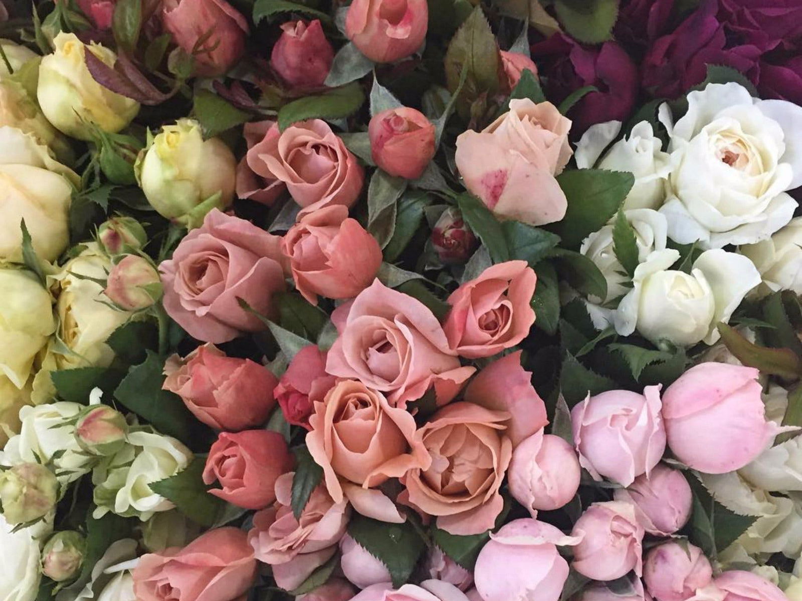 Homebush West NSW Melbourne Tourism