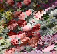 Sydney Flower Market - Melbourne Tourism