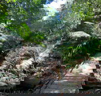 Wirrawilla Rainforest Walk - Melbourne Tourism