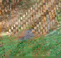 Boranup Karri Forest - Melbourne Tourism