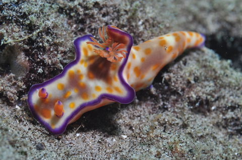 Curtin Artificial Reef Dive Site - Melbourne Tourism 0