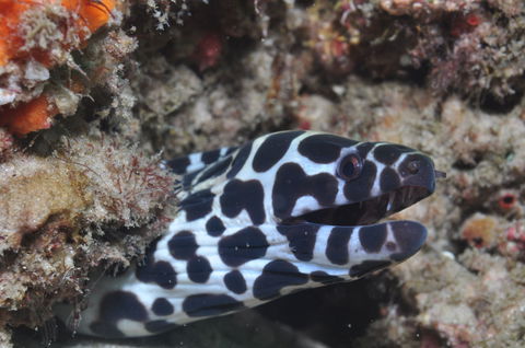 Curtin Artificial Reef Dive Site - Melbourne Tourism 2