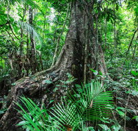 Djiru National Park