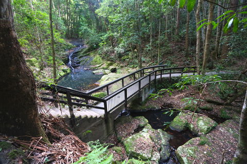 Kondalilla Falls Circuit, Kondalilla National Park - Melbourne Tourism 2