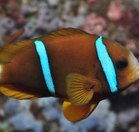 Nursery Reef