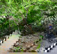 Rainforest Loop Walk Budderoo National Park - Melbourne Tourism
