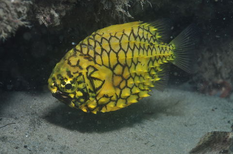 The Seaway Dive Site - Melbourne Tourism 2