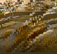 Wagga Wagga Livestock Marketing Centre - Melbourne Tourism