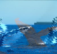 Whale Watching on Keswick Island - Melbourne Tourism