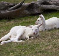 Yarra Valley Nocturnal Zoo - Melbourne Tourism