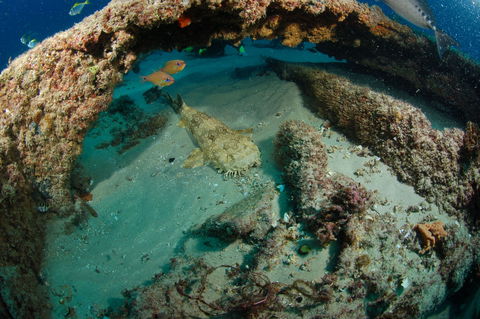 Aarhus Dive Site - Melbourne Tourism 2