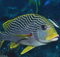 Beaver Reef Dive Site