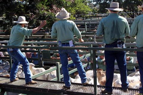 Blackall Saleyards - Melbourne Tourism 2