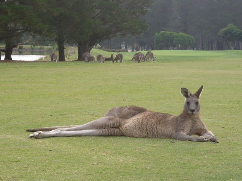 Kangaroo Tours At Gisborne Golf Club Inc - Melbourne Tourism 1