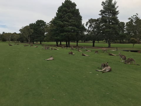 Kangaroo Tours At Gisborne Golf Club Inc - Melbourne Tourism 2