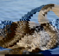 Lake Monger - Melbourne Tourism