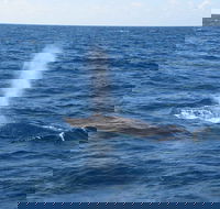 Minyama - Melbourne Tourism